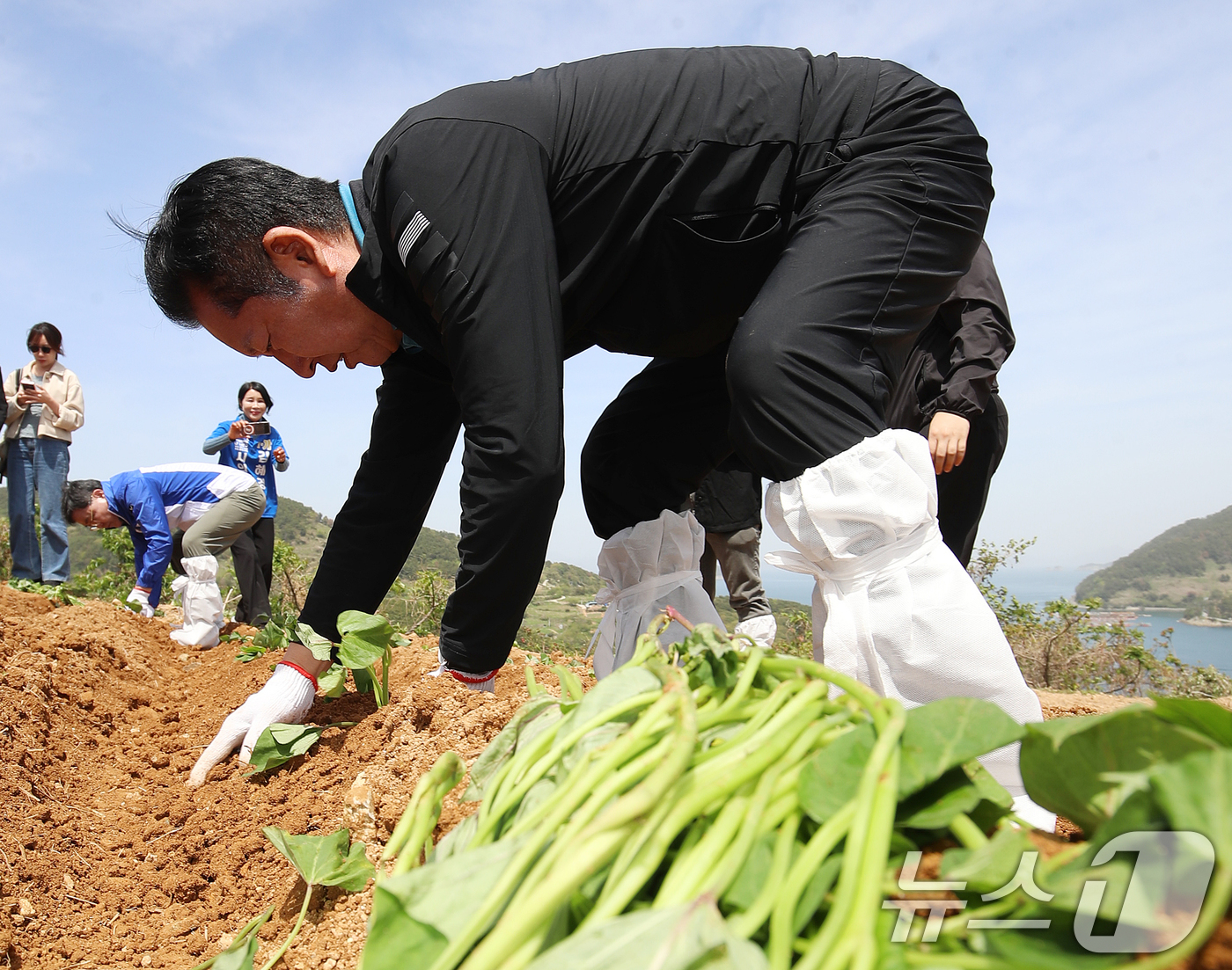 (통영=뉴스1) 윤일지 기자 = 정청래 더불어민주당 대표가 21일 오후 경남 통영 욕지도 한 고구마 재배 현장을 찾아 고구마 순을 심고 있다.  2026.4.21/뉴스1