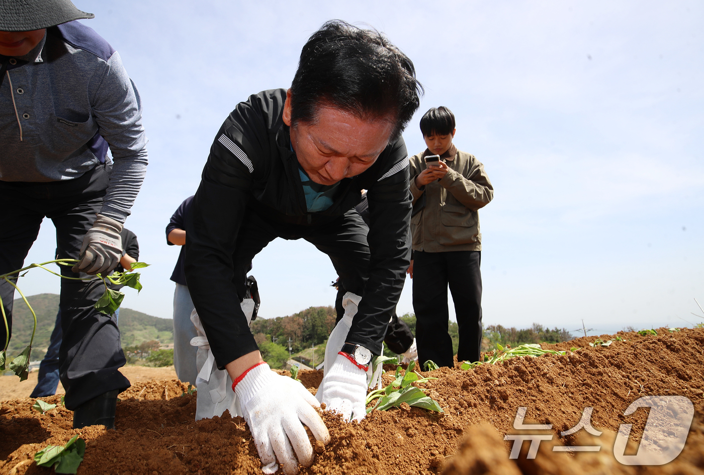 (통영=뉴스1) 윤일지 기자 = 정청래 더불어민주당 대표가 21일 오후 경남 통영 욕지도 한 고구마 재배 현장을 찾아 고구마 순을 심고 있다.  2026.4.21/뉴스1