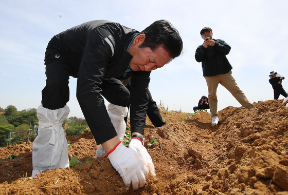 욕지도 고구마 재배 민생현장 체험하는 정청래