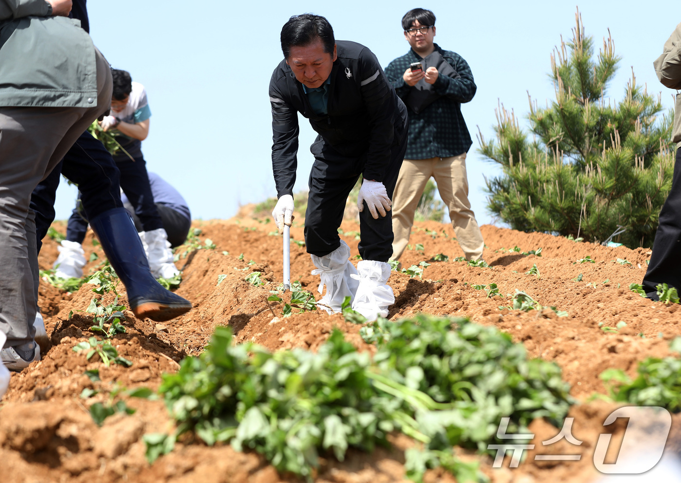 (통영=뉴스1) 윤일지 기자 = 정청래 더불어민주당 대표가 21일 오후 경남 통영 욕지도 한 고구마 재배 현장을 찾아 고구마 순을 심고 있다.  2026.4.21/뉴스1