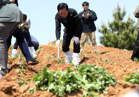 고구마 재배 민생현장 체험하는 정청래