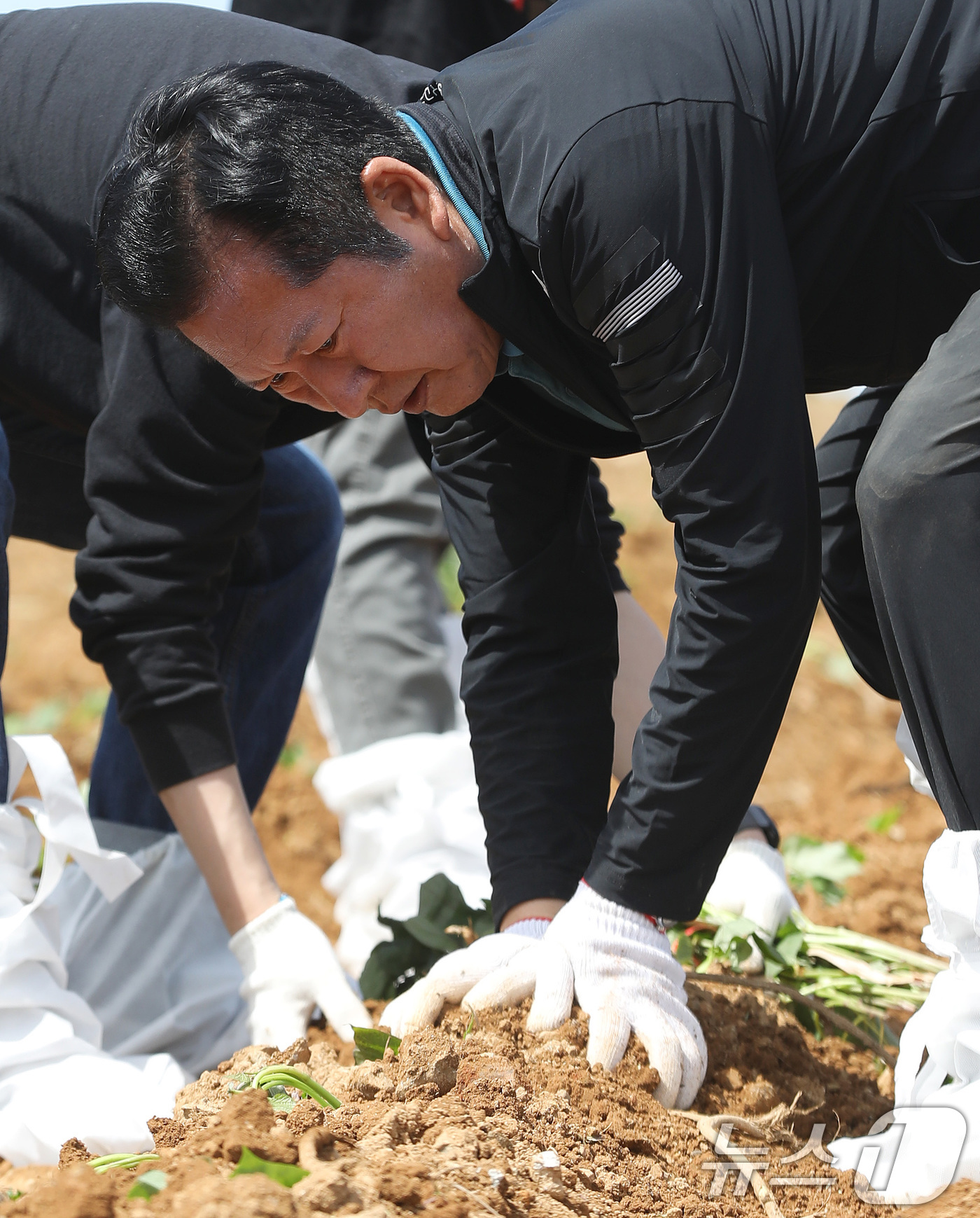 (통영=뉴스1) 윤일지 기자 = 정청래 더불어민주당 대표가 21일 오후 경남 통영 욕지도 한 고구마 재배 현장을 찾아 고구마 순을 심고 있다.  2026.4.21/뉴스1