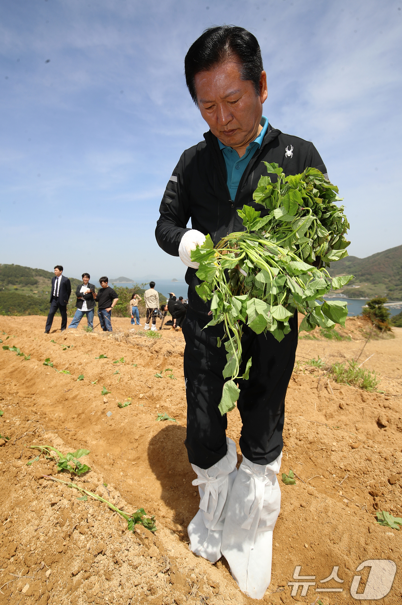 (통영=뉴스1) 윤일지 기자 = 정청래 더불어민주당 대표가 21일 오후 경남 통영 욕지도 한 고구마 재배 현장을 찾아 고구마 순을 심고 있다.  2026.4.21/뉴스1