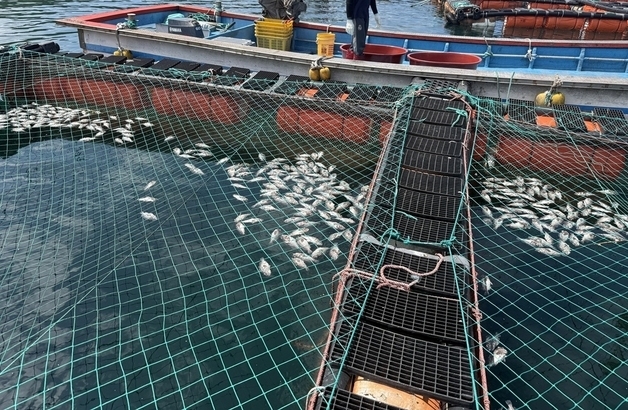 신안 해상가두리 양식 어종 '농어·감성돔·부세'로 품종 전환, 왜?