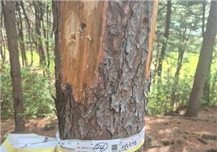 북한산 소나무재선충병 재발생…서울시, 반출금지·긴급 방제 총력