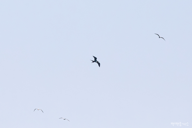 울산 대왕암공원 앞바다서 희귀조류 '군함조' 관찰