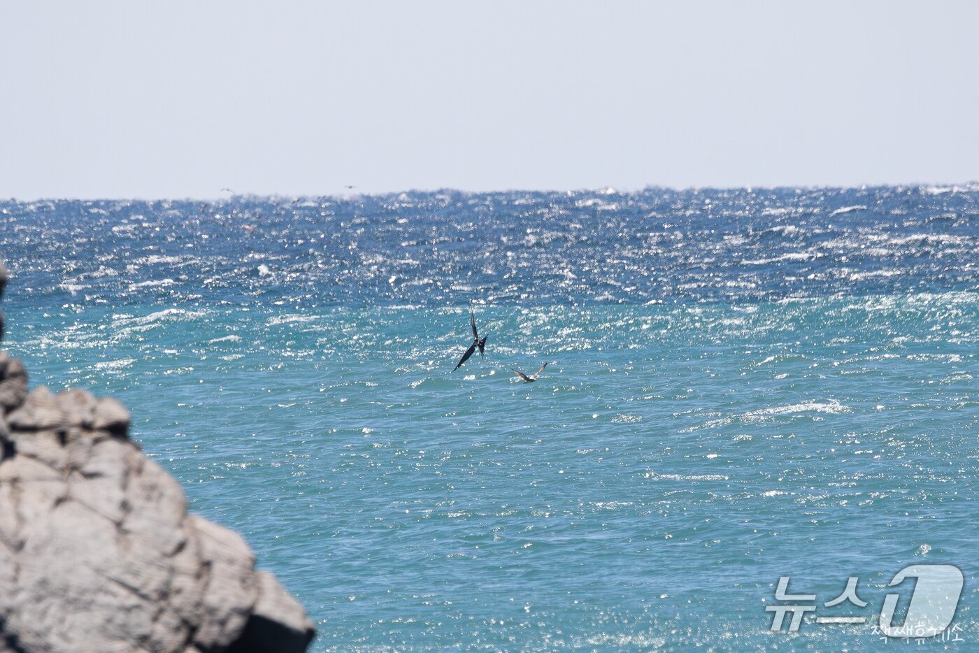 본문 이미지 - 지난 7일 울산 동구 대왕암공원 해변 바위 근처를 나는 군함조. (홍승민 짹짹휴게소 대표 촬영, 울산시 제공. 재판매 및 DB 금지) /뉴스1