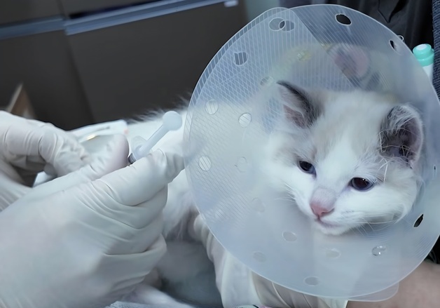 "고양이도 광견병 접종"…동물병원에 온 솜뭉치, 말단접종 눈길