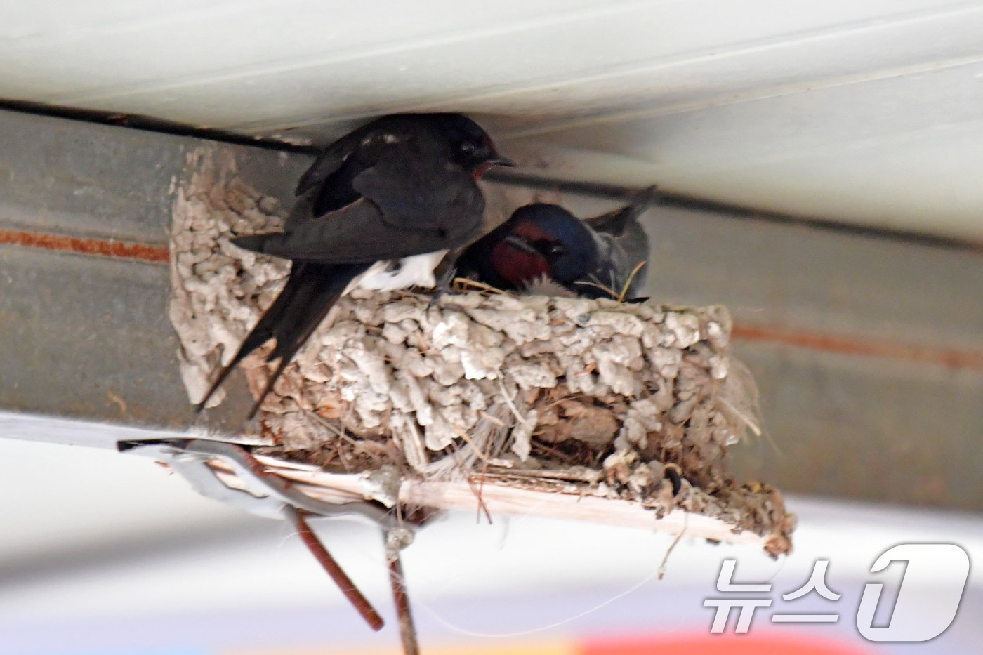 (포항=뉴스1) 최창호 기자 = 22일 오전 경북 포항시 북구 영일대북부시장 상가 처마 밑에서 제비 한쌍이 알을 품고 있다. 2026.4.22/뉴스1