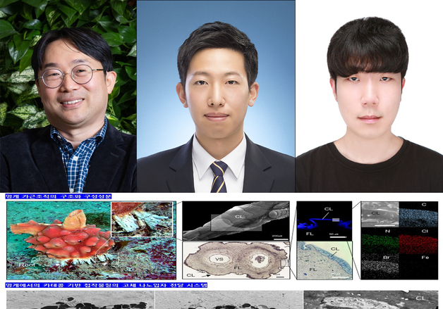 멍게로 바다숲 복원?…포스텍, 해조류 살릴 '접착의 비밀' 풀었다