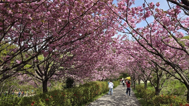 왕벚꽃·청벚꽃 절정…서산 운산 나만 알기 아까운 여행지'