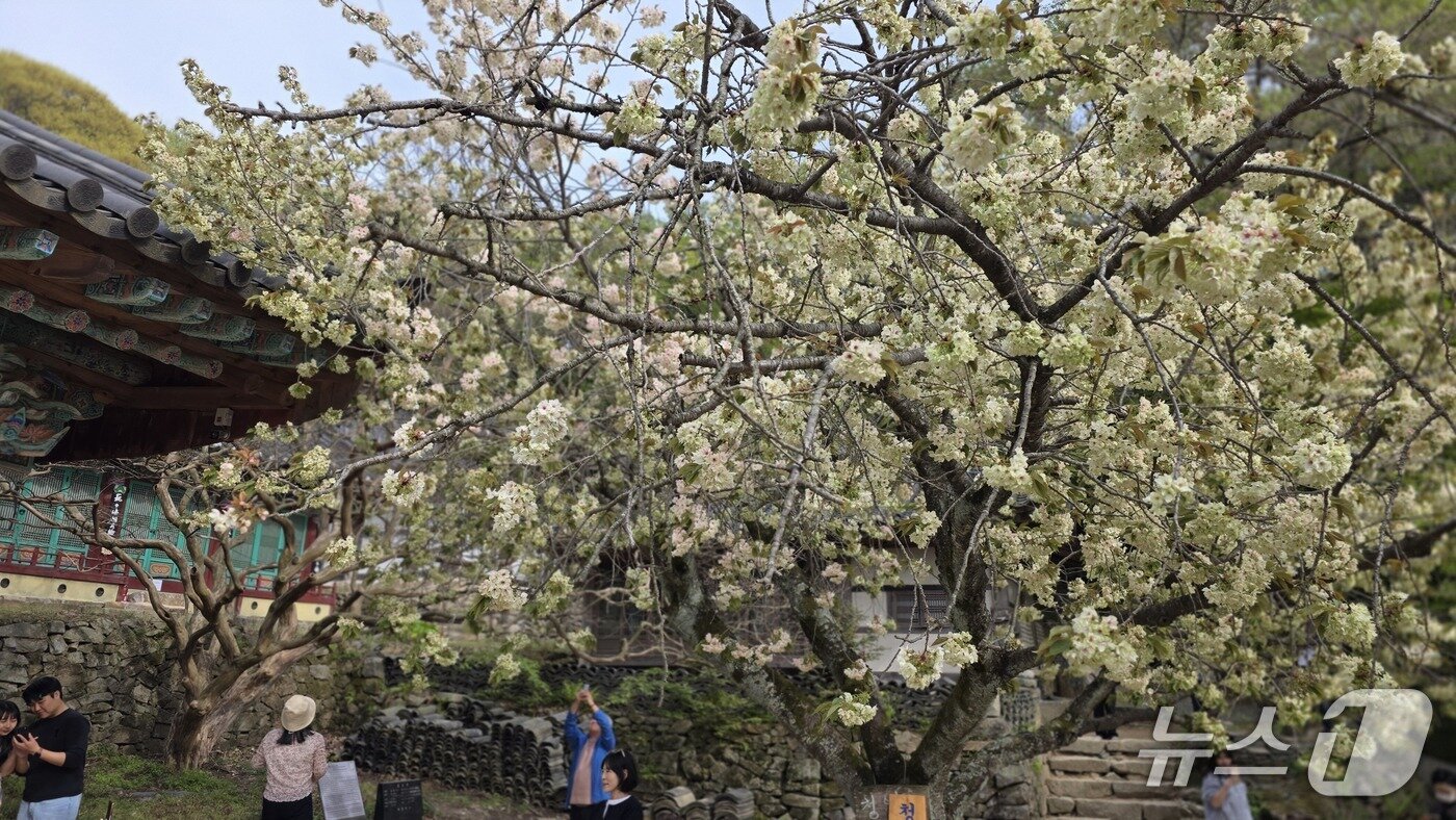 본문 이미지 - 지난 21일 운산 개심사 경내 청벚꽃 모습(재판매 및 DB금지)2026.4.22 ⓒ 뉴스1 김태완 기자