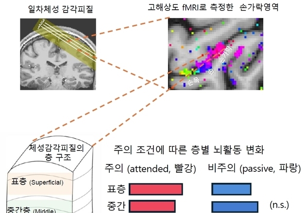 "무대 조명 조절하듯 사람 뇌도 감각 신호 선택적 조절"