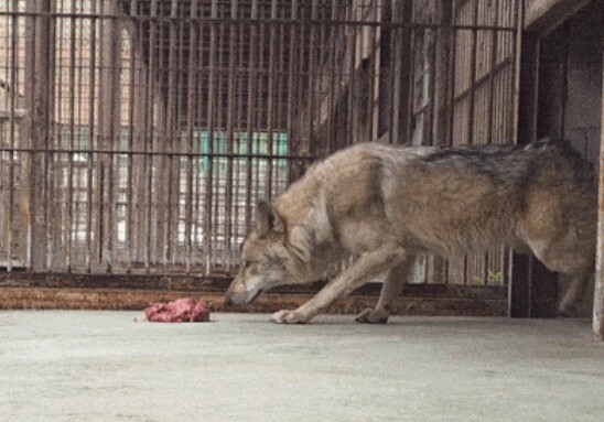 "왜 늑구 밥을 바닥에 주냐" 땅바닥 급식 논란에…오월드 "특수 콘크리트"