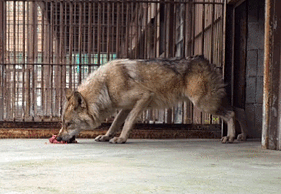 감사·논란 부담됐나…대전 오월드, '늑구' 소식 SNS 게시 중단
