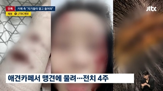 애견 카페서 맹견 4마리에 물린 20대 여성…업주 "내가 문 안 열었다"