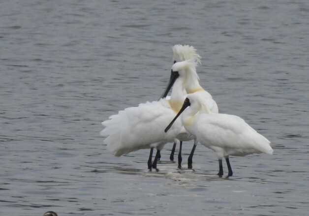 고성 마동호 습지에 멸종위기 '저어새' 7마리 관찰