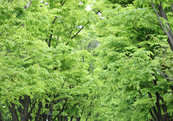 자연속 힐링 요가