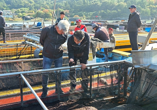 '해남 물김' 생산량 감소에도 위판고 역대 최고 '1545억'