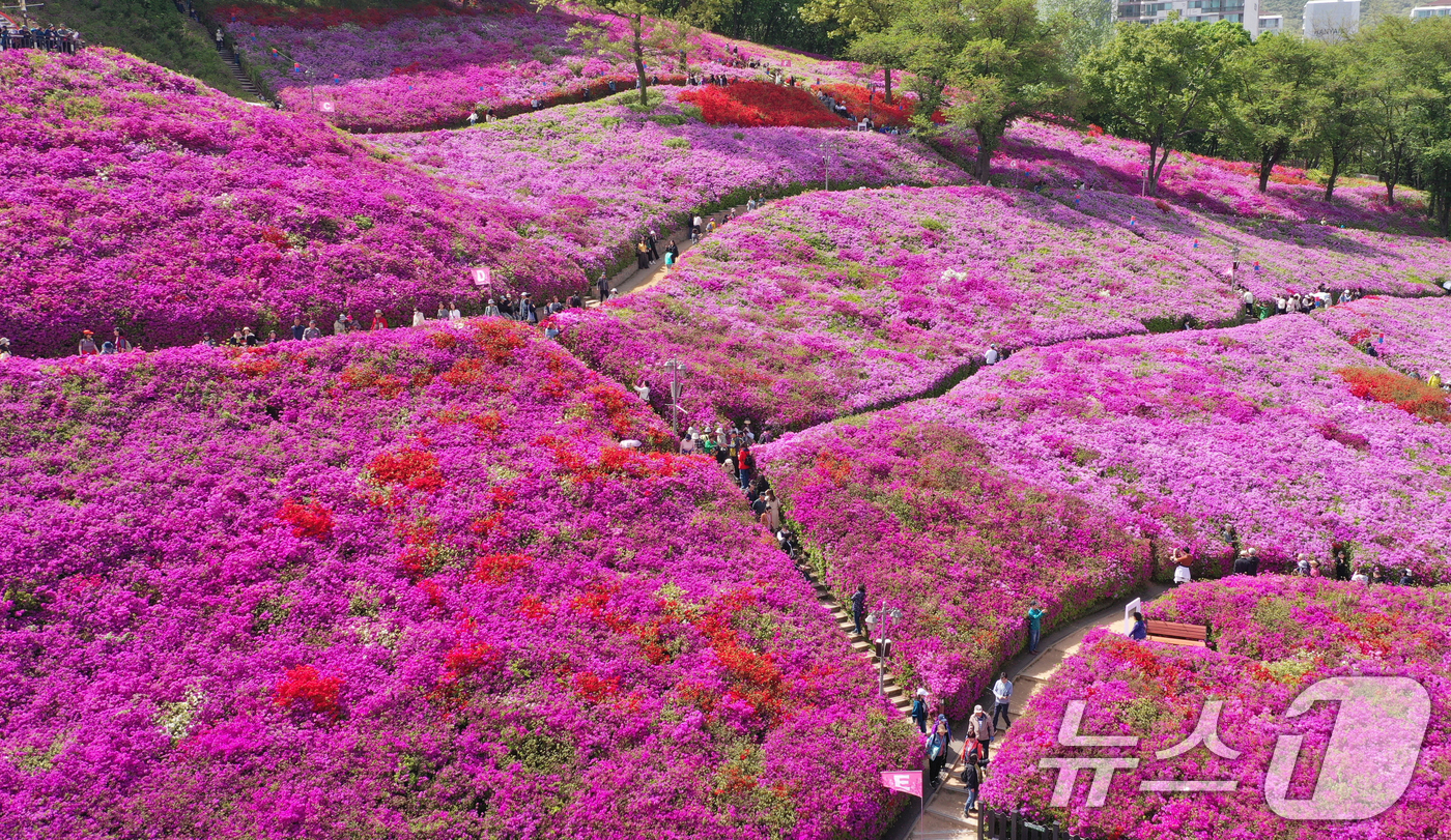 (군포=뉴스1) 김영운 기자 = 군포철쭉축제가 열리고 있는 22일 경기 군포시 철쭉동산에 철쭉이 만개해 시민들의 시선을 사로잡고 있다. 2026.4.22/뉴스1