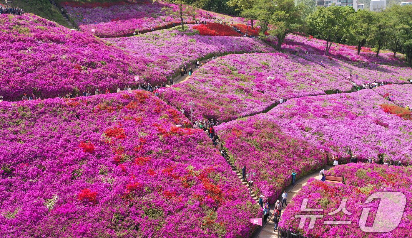 본문 이미지 - 군포철쭉축제가 열리고 있는 22일 경기 군포시 철쭉동산에 철쭉이 만개해 시민들의 시선을 사로잡고 있다. 2026.4.22 ⓒ 뉴스1 김영운 기자