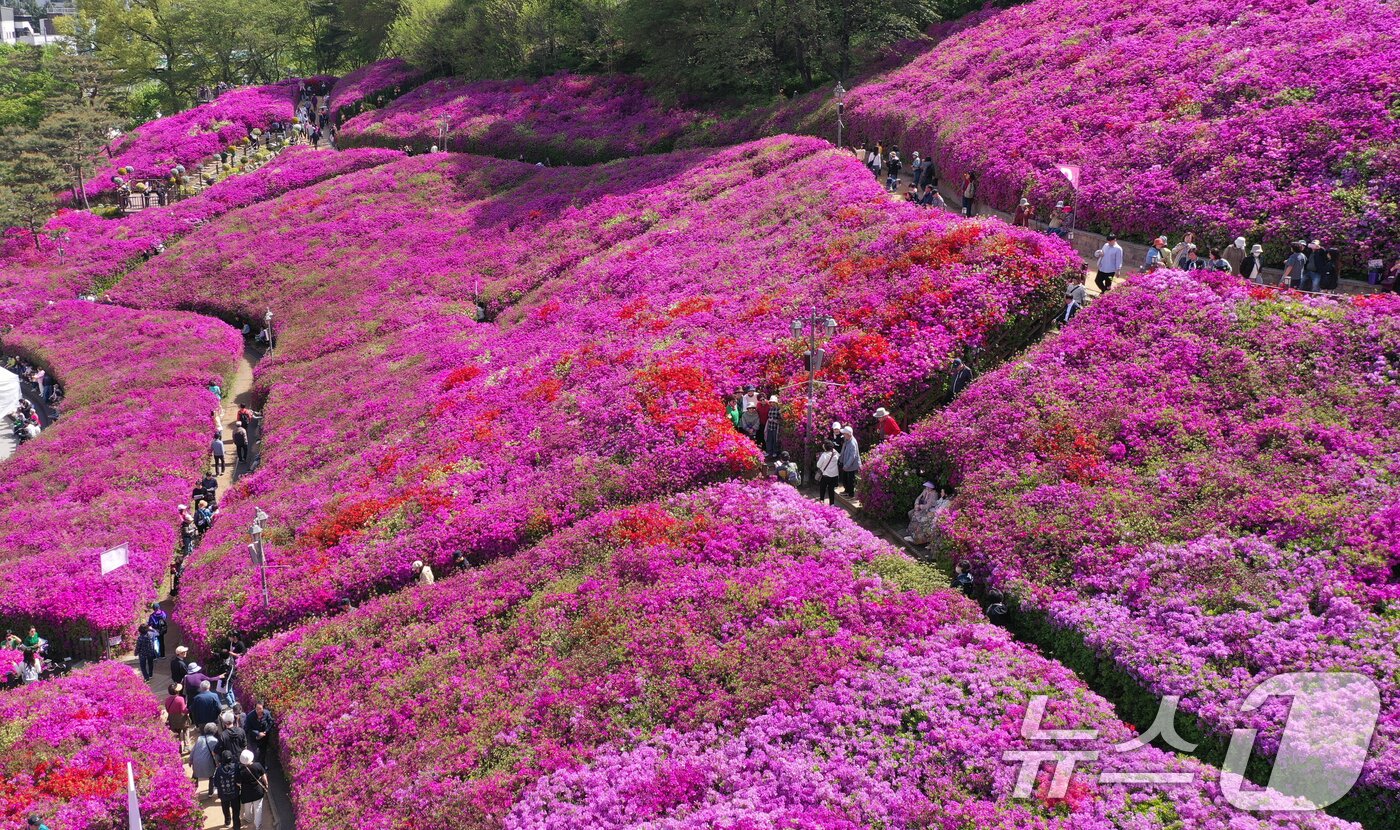 본문 이미지 - 군포철쭉축제가 열리고 있는 22일 경기 군포시 철쭉동산에 철쭉이 만개해 시민들의 시선을 사로잡고 있다. 2026.4.22 ⓒ 뉴스1 김영운 기자