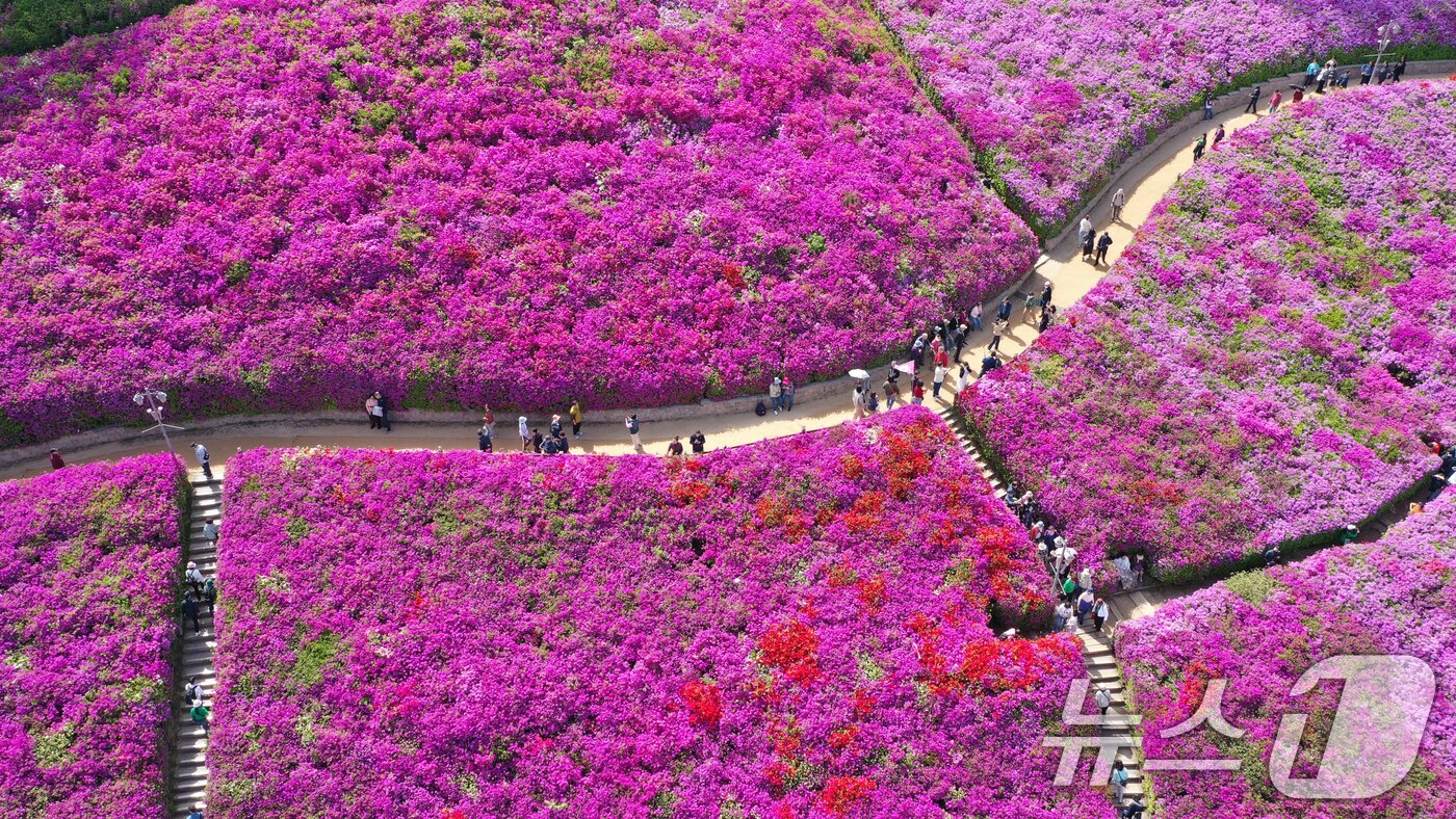 본문 이미지 - 군포철쭉축제가 열리고 있는 22일 경기 군포시 철쭉동산에 철쭉이 만개해 시민들의 시선을 사로잡고 있다. 2026.4.22 ⓒ 뉴스1 김영운 기자