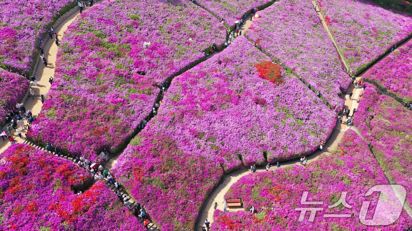 (군포=뉴스1) 김영운 기자 = 군포철쭉축제가 열리고 있는 22일 경기 군포시 철쭉동산에 철쭉이 만개해 시민들의 시선을 사로잡고 있다. 2026.4.22/뉴스1