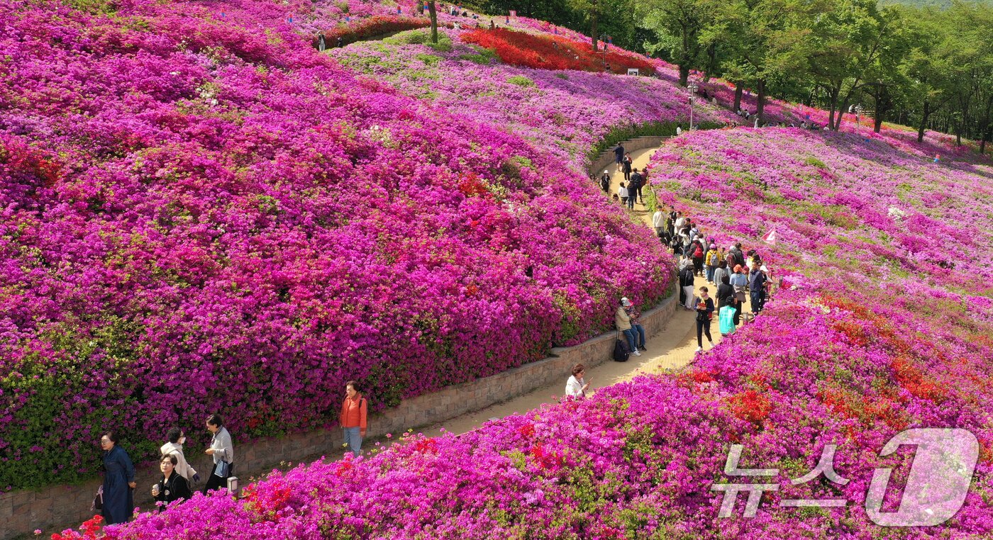 본문 이미지 - 군포철쭉축제가 열리고 있는 22일 경기 군포시 철쭉동산에 철쭉이 만개해 시민들의 시선을 사로잡고 있다. 2026.4.22 ⓒ 뉴스1 김영운 기자