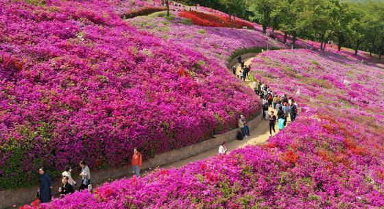 군포철쭉축제 찾은 시민들