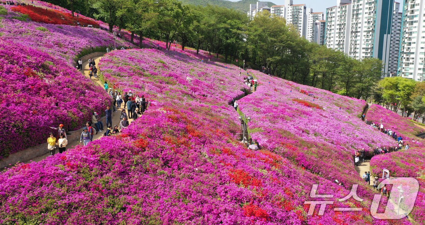 본문 이미지 - 군포철쭉축제가 열리고 있는 22일 경기 군포시 철쭉동산에 철쭉이 만개해 시민들의 시선을 사로잡고 있다. 2026.4.22 ⓒ 뉴스1 김영운 기자