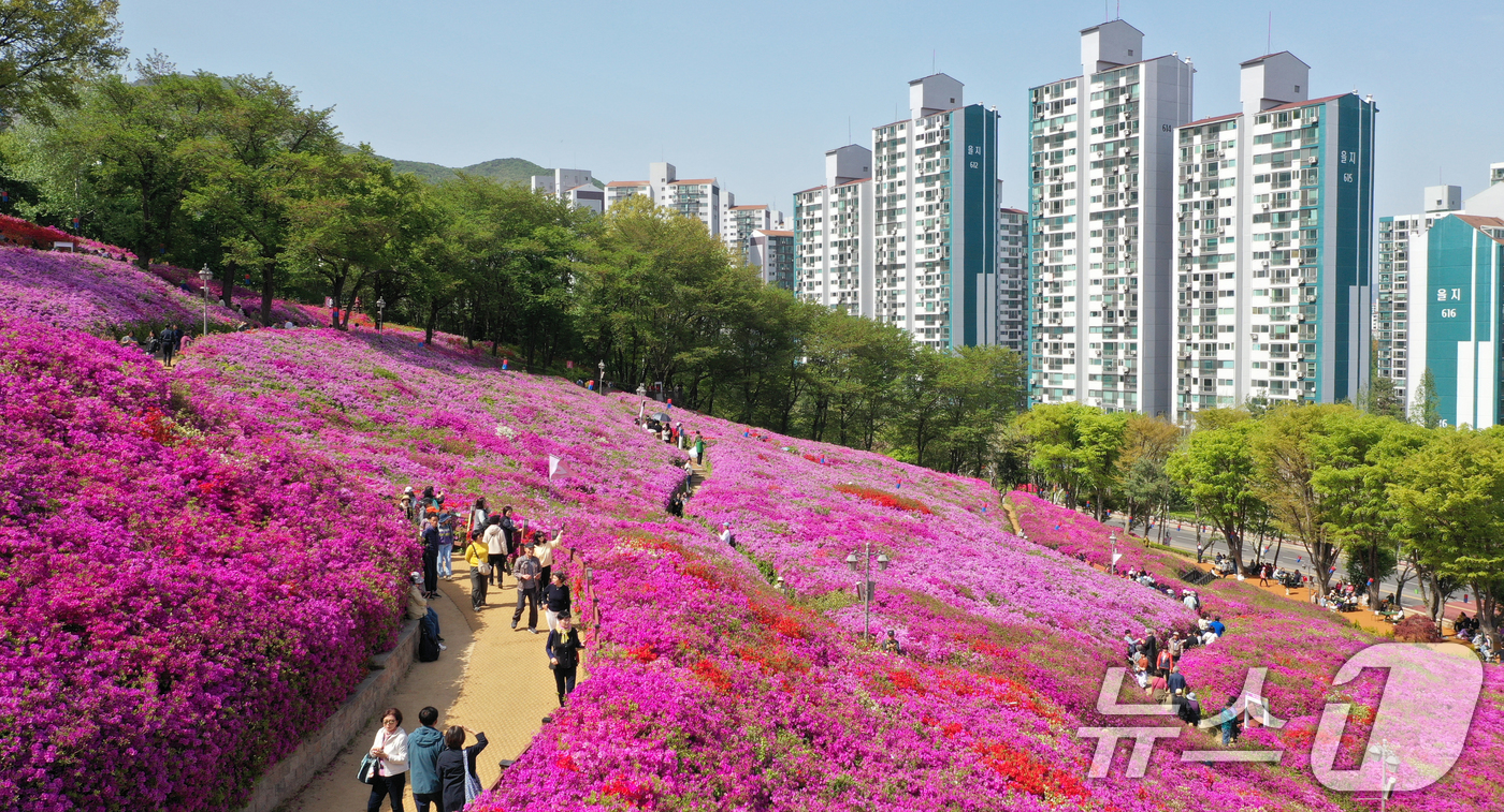 (군포=뉴스1) 김영운 기자 = 군포철쭉축제가 열리고 있는 22일 경기 군포시 철쭉동산에 철쭉이 만개해 시민들의 시선을 사로잡고 있다. 2026.4.22/뉴스1