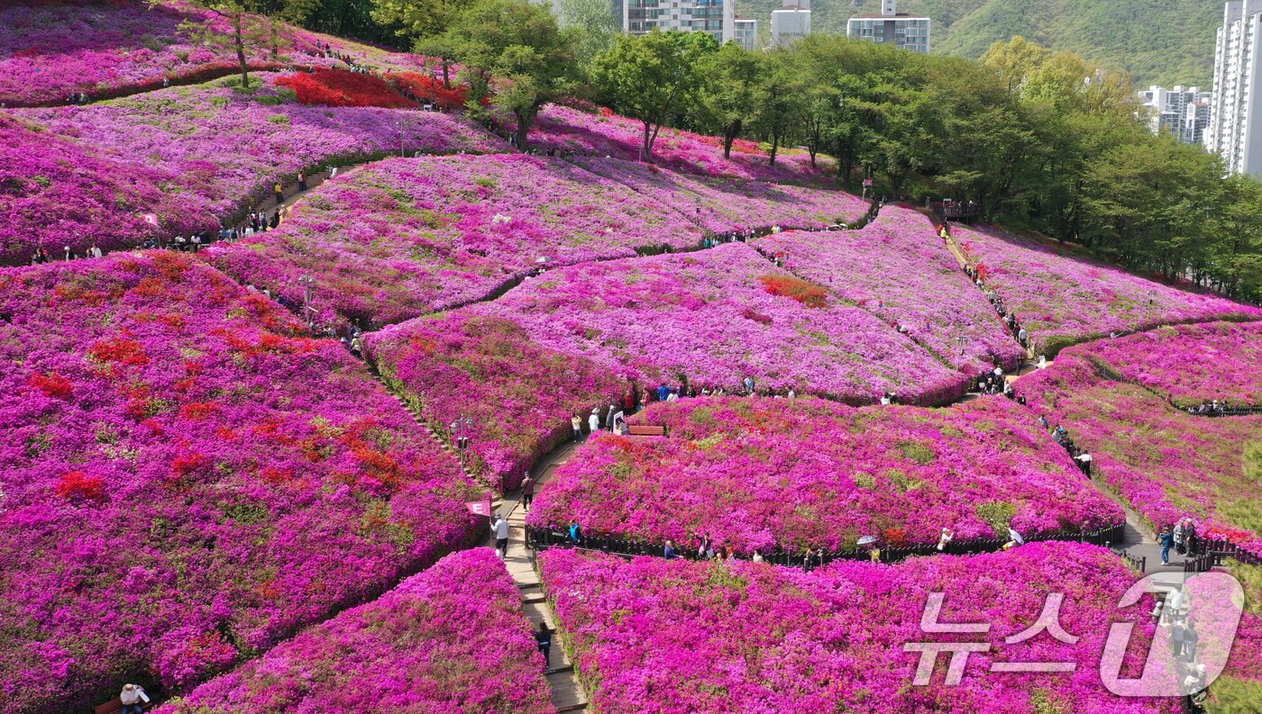 본문 이미지 - 군포철쭉축제가 열리고 있는 22일 경기 군포시 철쭉동산에 철쭉이 만개해 시민들의 시선을 사로잡고 있다. 2026.4.22 ⓒ 뉴스1 김영운 기자