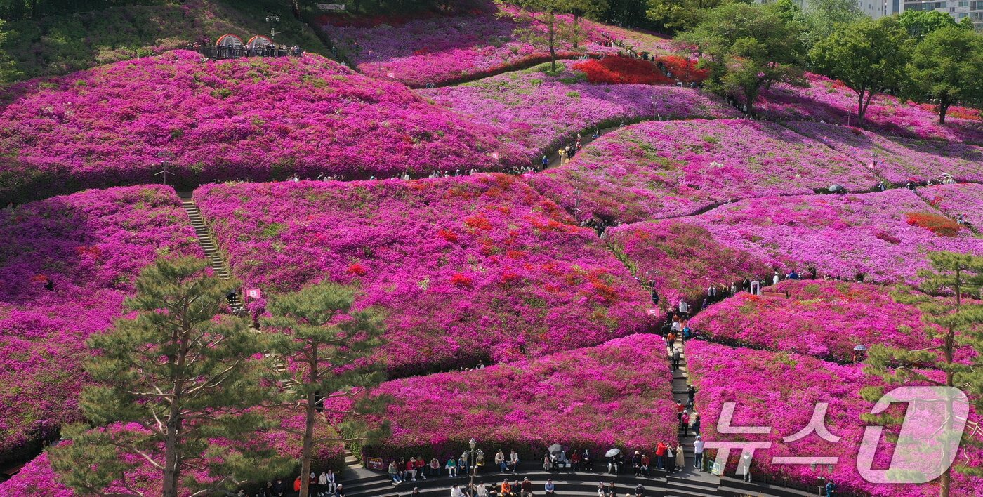 본문 이미지 - 군포철쭉축제가 열리고 있는 22일 경기 군포시 철쭉동산에 철쭉이 만개해 시민들의 시선을 사로잡고 있다. 2026.4.22 ⓒ 뉴스1 김영운 기자