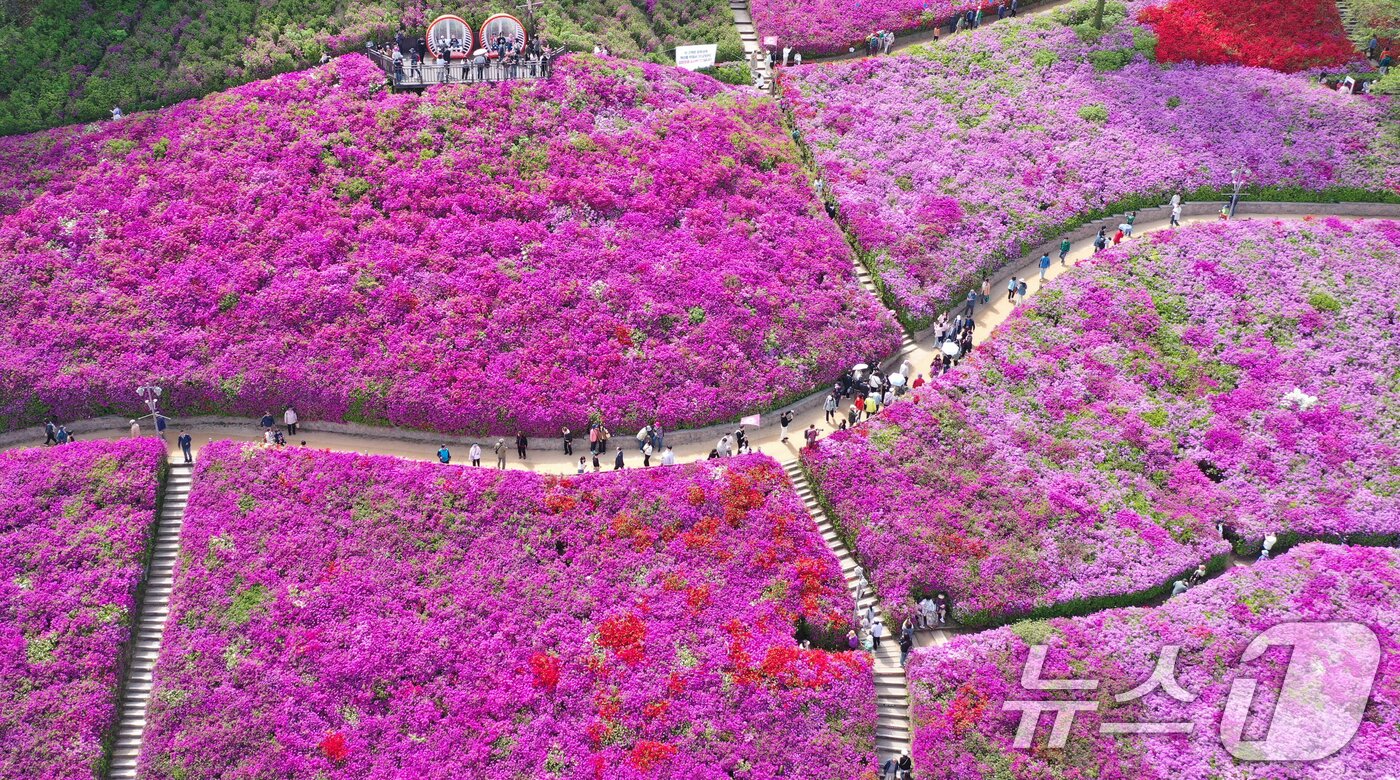본문 이미지 - 군포철쭉축제가 열리고 있는 22일 경기 군포시 철쭉동산에 철쭉이 만개해 시민들의 시선을 사로잡고 있다. 2026.4.22 ⓒ 뉴스1 김영운 기자