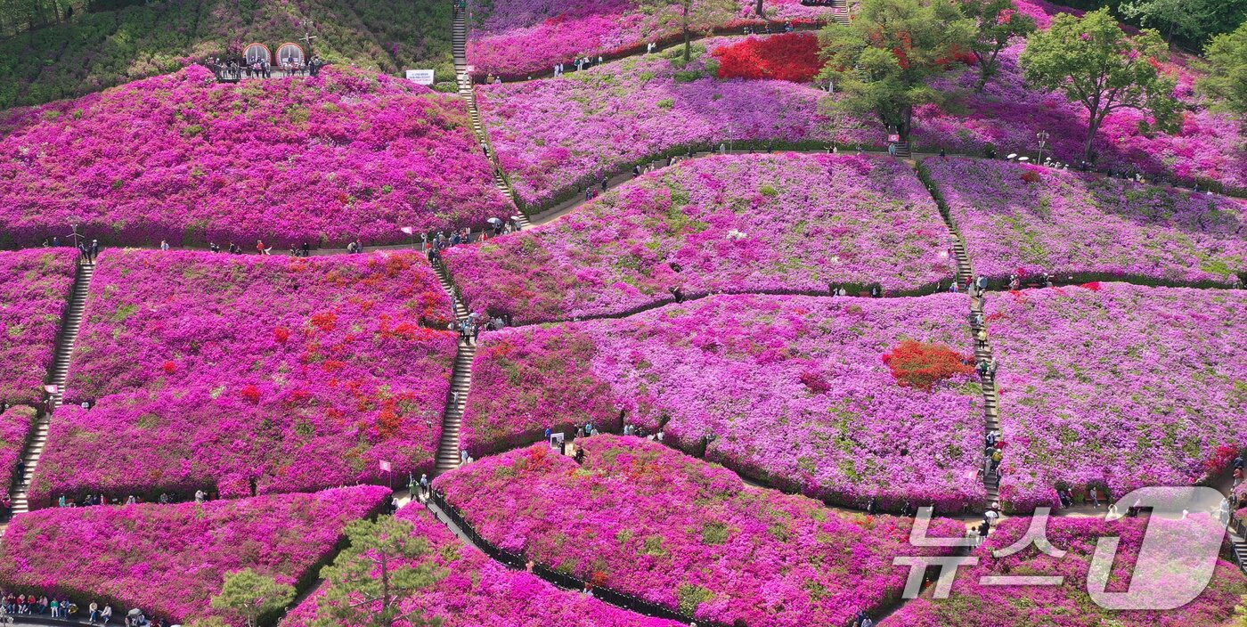 본문 이미지 - 군포철쭉축제가 열리고 있는 22일 경기 군포시 철쭉동산에 철쭉이 만개해 시민들의 시선을 사로잡고 있다. 2026.4.22 ⓒ 뉴스1 김영운 기자