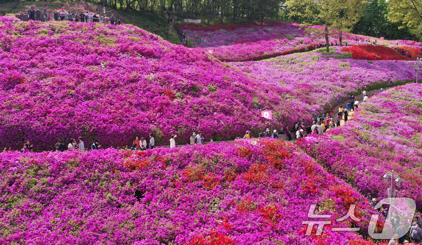 (군포=뉴스1) 김영운 기자 = 군포철쭉축제가 열리고 있는 22일 경기 군포시 철쭉동산에 철쭉이 만개해 시민들의 시선을 사로잡고 있다. 2026.4.22/뉴스1