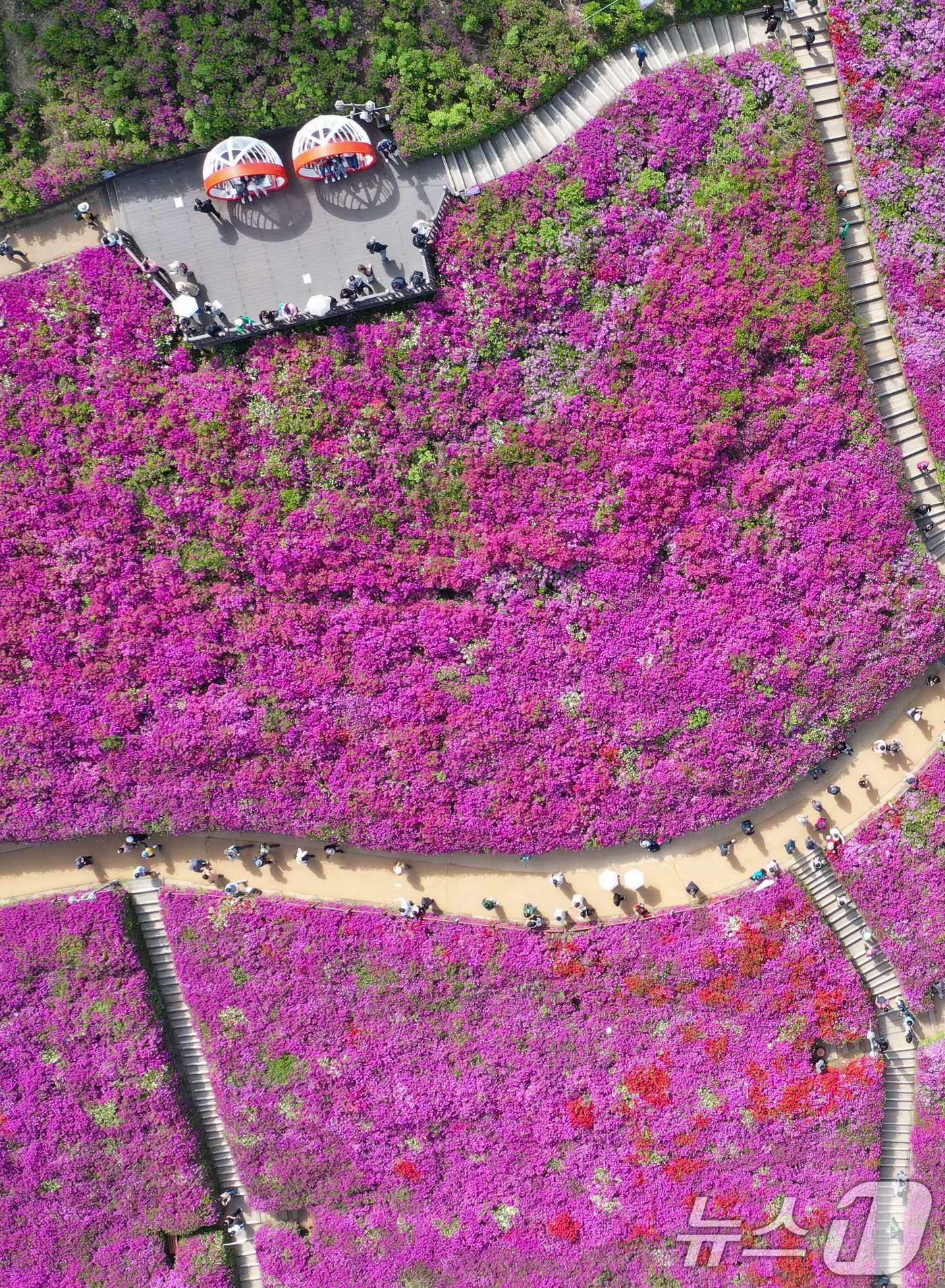 (군포=뉴스1) 김영운 기자 = 군포철쭉축제가 열리고 있는 22일 경기 군포시 철쭉동산에 철쭉이 만개해 시민들의 시선을 사로잡고 있다. 2026.4.22/뉴스1