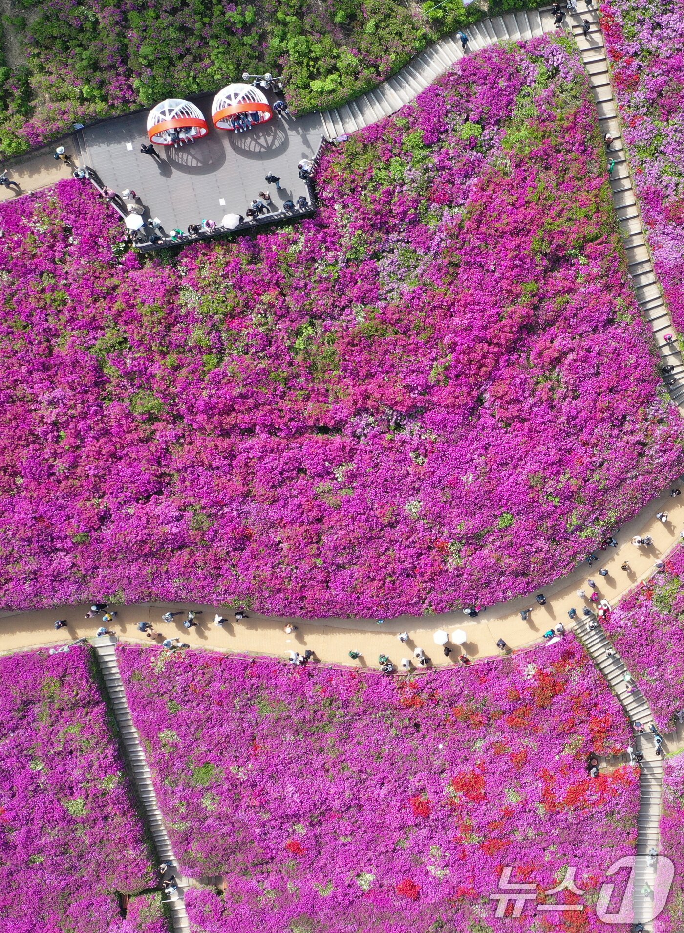 본문 이미지 - 군포철쭉축제가 열리고 있는 22일 경기 군포시 철쭉동산에 철쭉이 만개해 시민들의 시선을 사로잡고 있다. 2026.4.22 ⓒ 뉴스1 김영운 기자