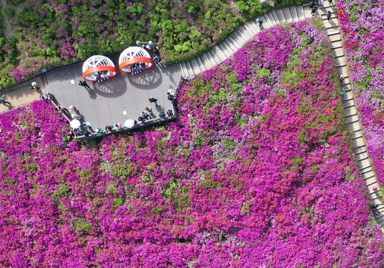 만개한 군포철쭉동산