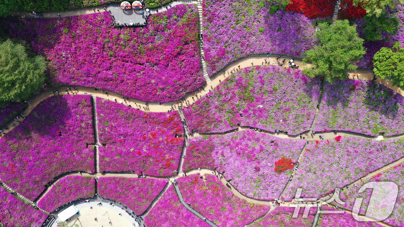 (군포=뉴스1) 김영운 기자 = 군포철쭉축제가 열리고 있는 22일 경기 군포시 철쭉동산에 철쭉이 만개해 시민들의 시선을 사로잡고 있다. 2026.4.22/뉴스1