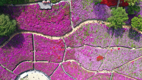 만개한 군포철쭉동산