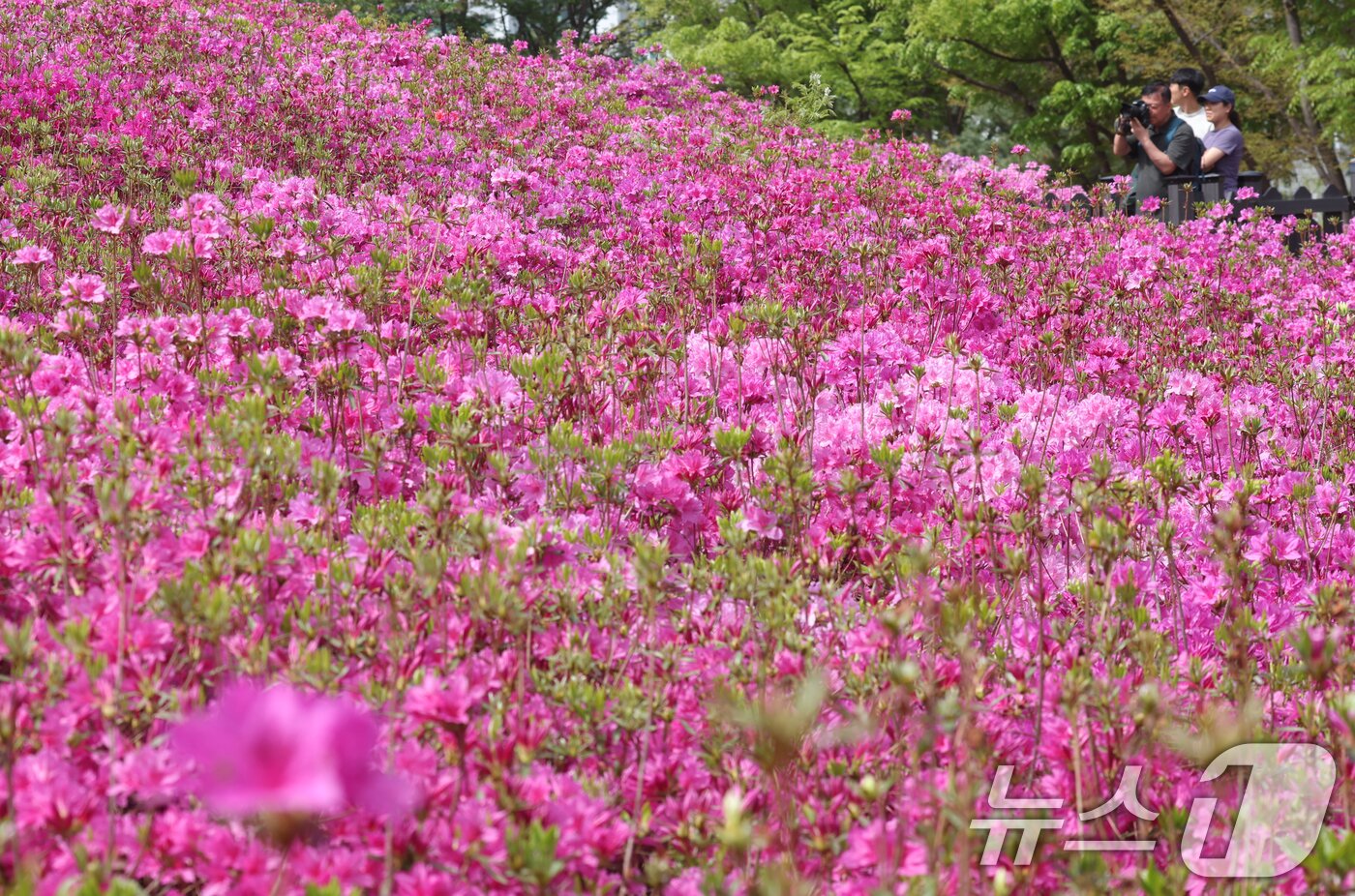 본문 이미지 - 군포철쭉축제가 열리고 있는 22일 경기 군포시 철쭉동산에 철쭉이 만개해 시민들의 시선을 사로잡고 있다. 2026.4.22 ⓒ 뉴스1 김영운 기자