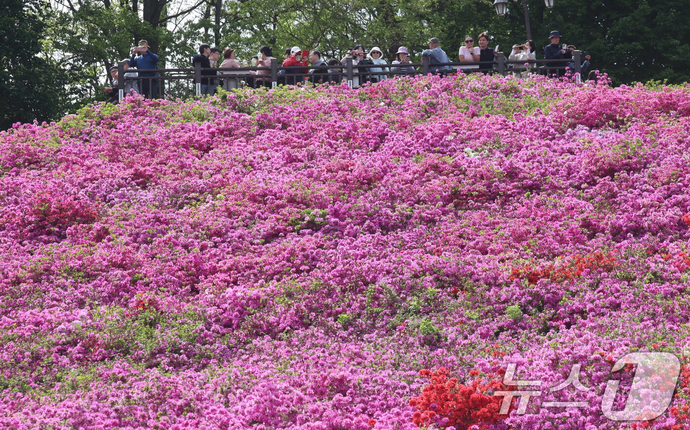 본문 이미지 - 군포철쭉축제가 열리고 있는 22일 경기 군포시 철쭉동산에 철쭉이 만개해 시민들의 시선을 사로잡고 있다. 2026.4.22 ⓒ 뉴스1 김영운 기자