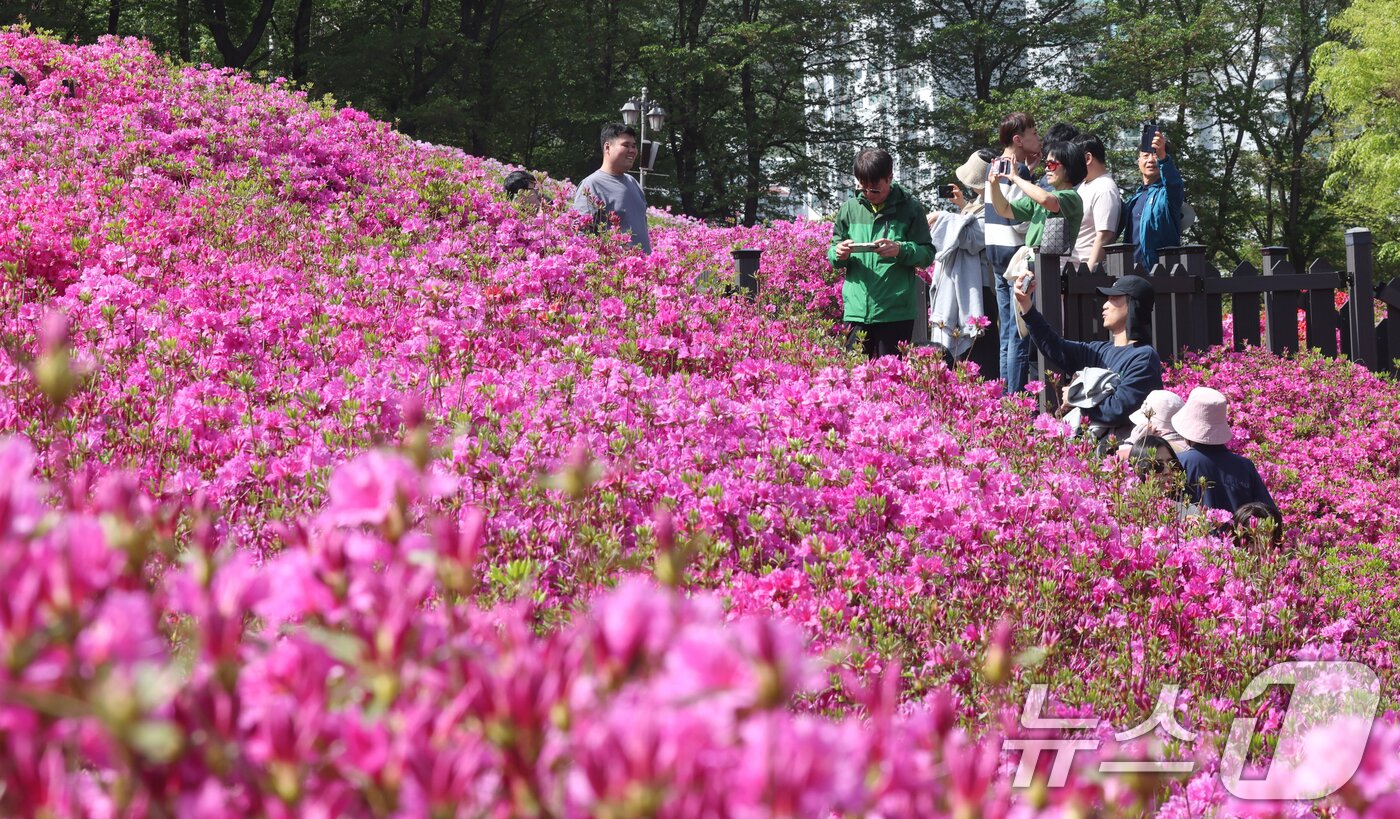 본문 이미지 - 군포철쭉축제가 열리고 있는 22일 경기 군포시 철쭉동산에 철쭉이 만개해 시민들의 시선을 사로잡고 있다. 2026.4.22 ⓒ 뉴스1 김영운 기자