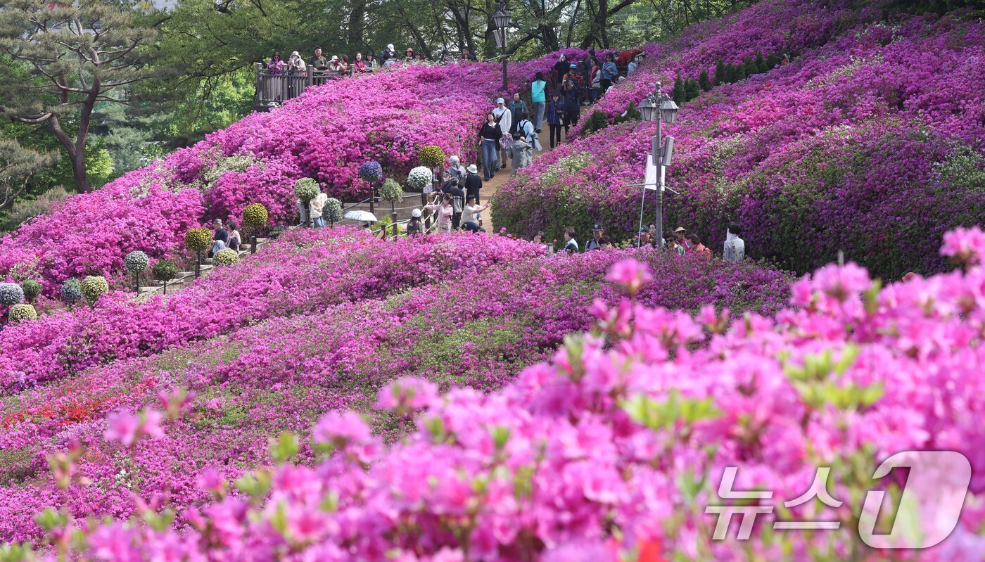 본문 이미지 - 군포철쭉축제가 열리고 있는 22일 경기 군포시 철쭉동산에 철쭉이 만개해 시민들의 시선을 사로잡고 있다. 2026.4.22 ⓒ 뉴스1 김영운 기자