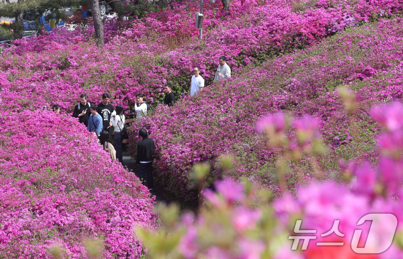 본문 이미지 - 군포철쭉축제가 열리고 있는 22일 경기 군포시 철쭉동산에 철쭉이 만개해 시민들의 시선을 사로잡고 있다. 2026.4.22 ⓒ 뉴스1 김영운 기자