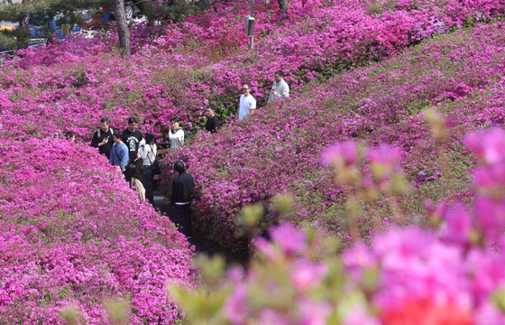 시선 사로잡는 철쭉