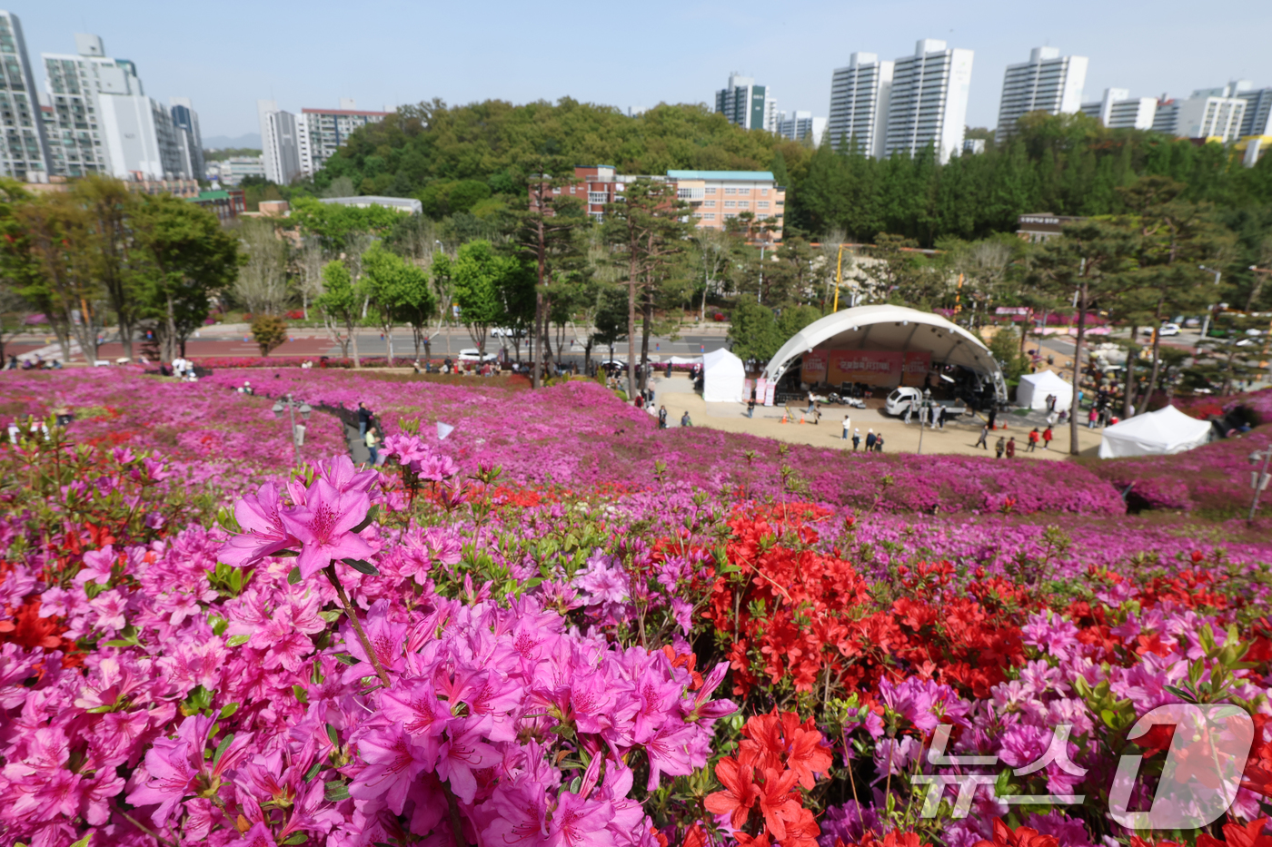(군포=뉴스1) 김영운 기자 = 군포철쭉축제가 열리고 있는 22일 경기 군포시 철쭉동산에 철쭉이 만개해 시민들의 시선을 사로잡고 있다. 2026.4.22/뉴스1