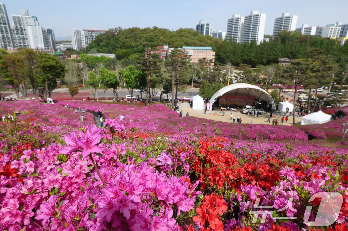 본문 이미지 - 군포철쭉축제가 열리고 있는 22일 경기 군포시 철쭉동산에 철쭉이 만개해 시민들의 시선을 사로잡고 있다. 2026.4.22 ⓒ 뉴스1 김영운 기자